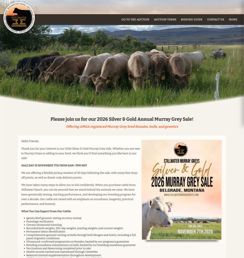 New Website Launch: Murray Grey Sale Time Auctions